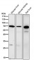 Anti-Ribophorin I Rabbit Monoclonal Antibody